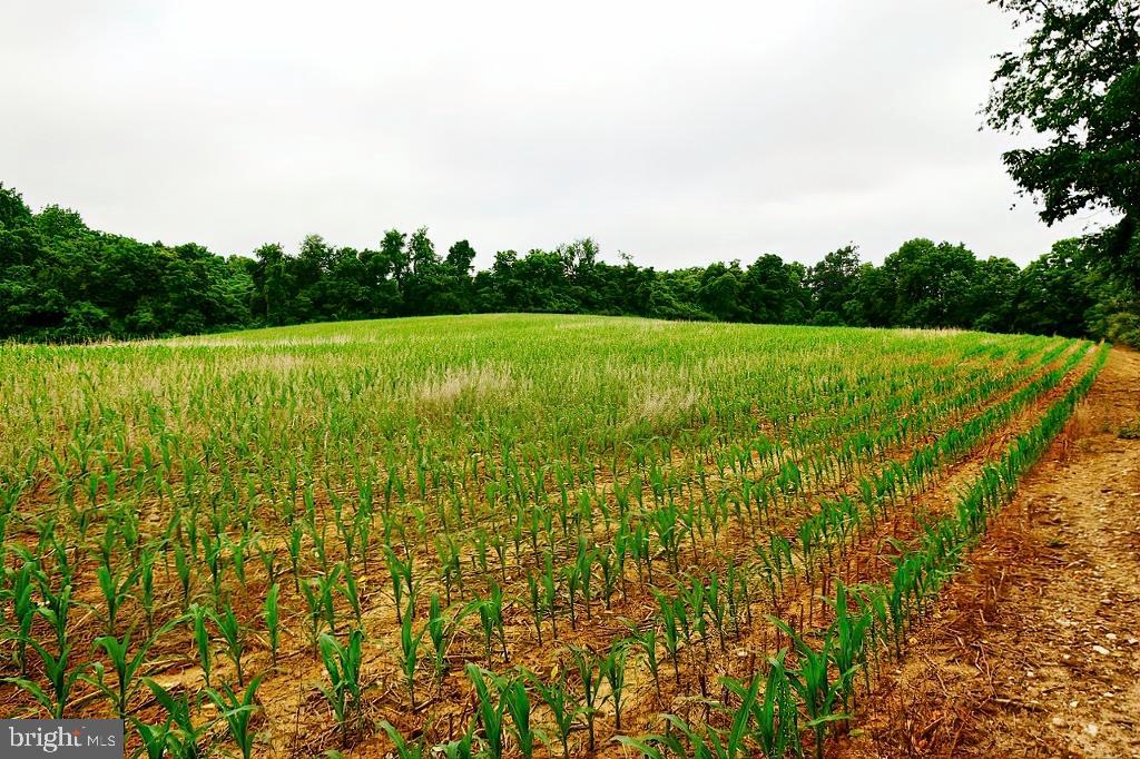 40455 QUARTER BRANCH RD, LOVETTSVILLE, Virginia 20180, ,Land,For Sale,40455 QUARTER BRANCH RD,VALO2090088 MLS # VALO2090088 40455 QUARTER BRANCH RD, LOVETTSVILLE, Virginia 20180, ,Land,For Sale,40455 QUARTER BRANCH RD,VALO2090088 MLS # VALO2090088