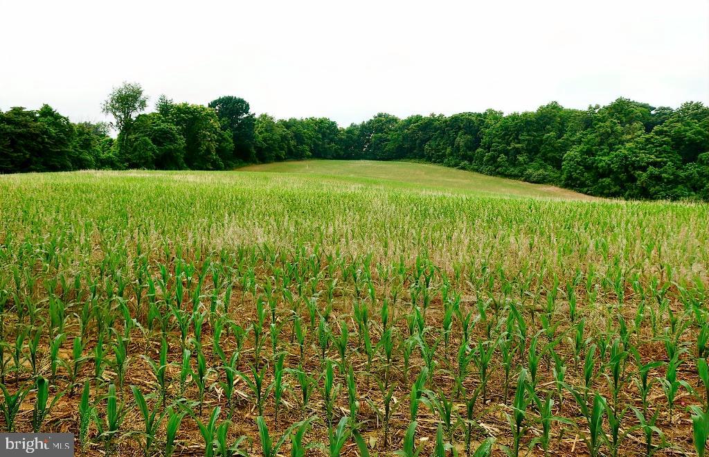 40455 QUARTER BRANCH RD, LOVETTSVILLE, Virginia 20180, ,Land,For Sale,40455 QUARTER BRANCH RD,VALO2090088 MLS # VALO2090088 40455 QUARTER BRANCH RD, LOVETTSVILLE, Virginia 20180, ,Land,For Sale,40455 QUARTER BRANCH RD,VALO2090088 MLS # VALO2090088