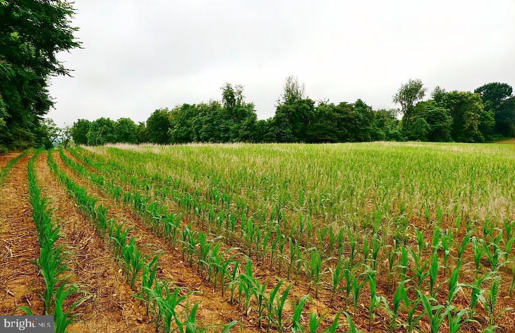 40455 QUARTER BRANCH RD, LOVETTSVILLE, Virginia 20180, ,Land,For Sale,40455 QUARTER BRANCH RD,VALO2090088 MLS # VALO2090088 40455 QUARTER BRANCH RD, LOVETTSVILLE, Virginia 20180, ,Land,For Sale,40455 QUARTER BRANCH RD,VALO2090088 MLS # VALO2090088