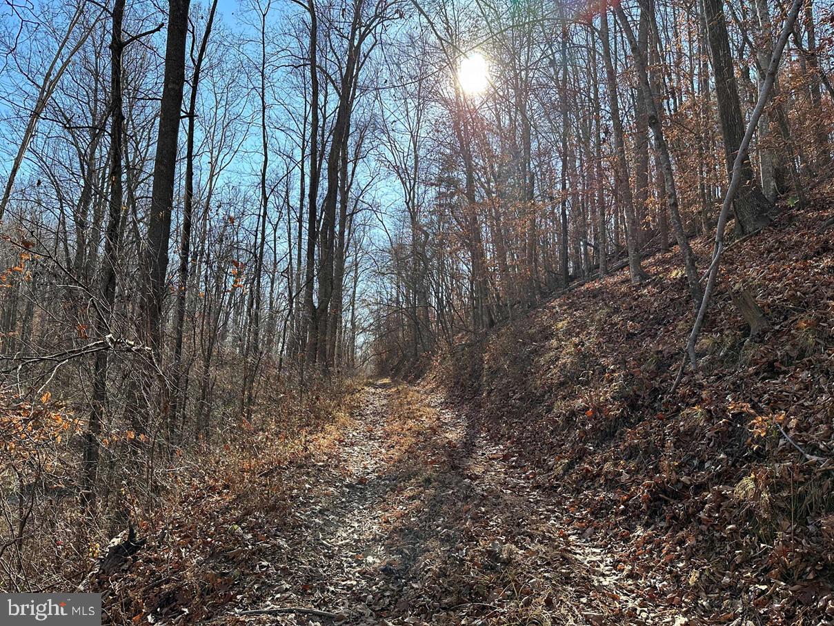 OLD DRIVER HILL ROAD (TRACT: H.M. DUVAL-1), SCOTTSVILLE, Virginia 24590, ,Farm,For Sale,OLD DRIVER HILL ROAD (TRACT: H.M. DUVAL-1),VAFN2000428 MLS # VAFN2000428