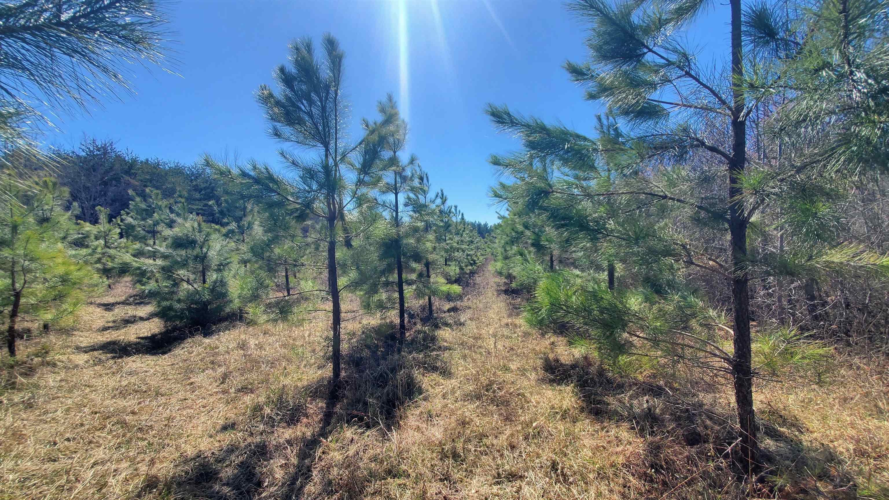 357 ac RENAN RD, GRETNA, Virginia 24557, ,Farm,14,357 ac RENAN RD,661885 MLS # 661885