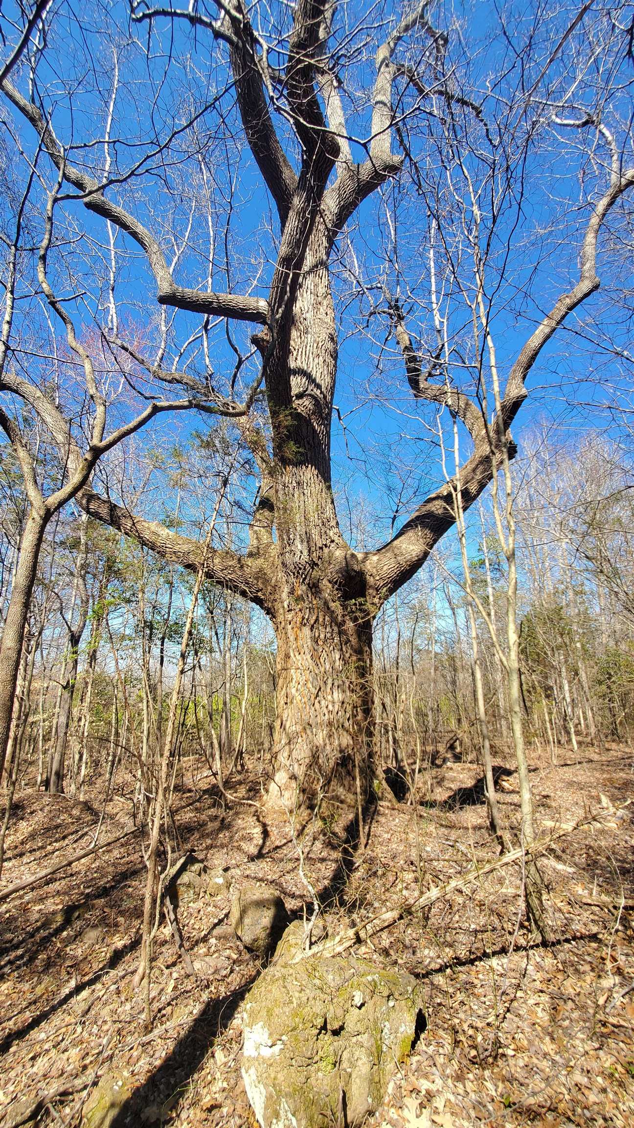 357 ac RENAN RD, GRETNA, Virginia 24557, ,Farm,14,357 ac RENAN RD,661885 MLS # 661885