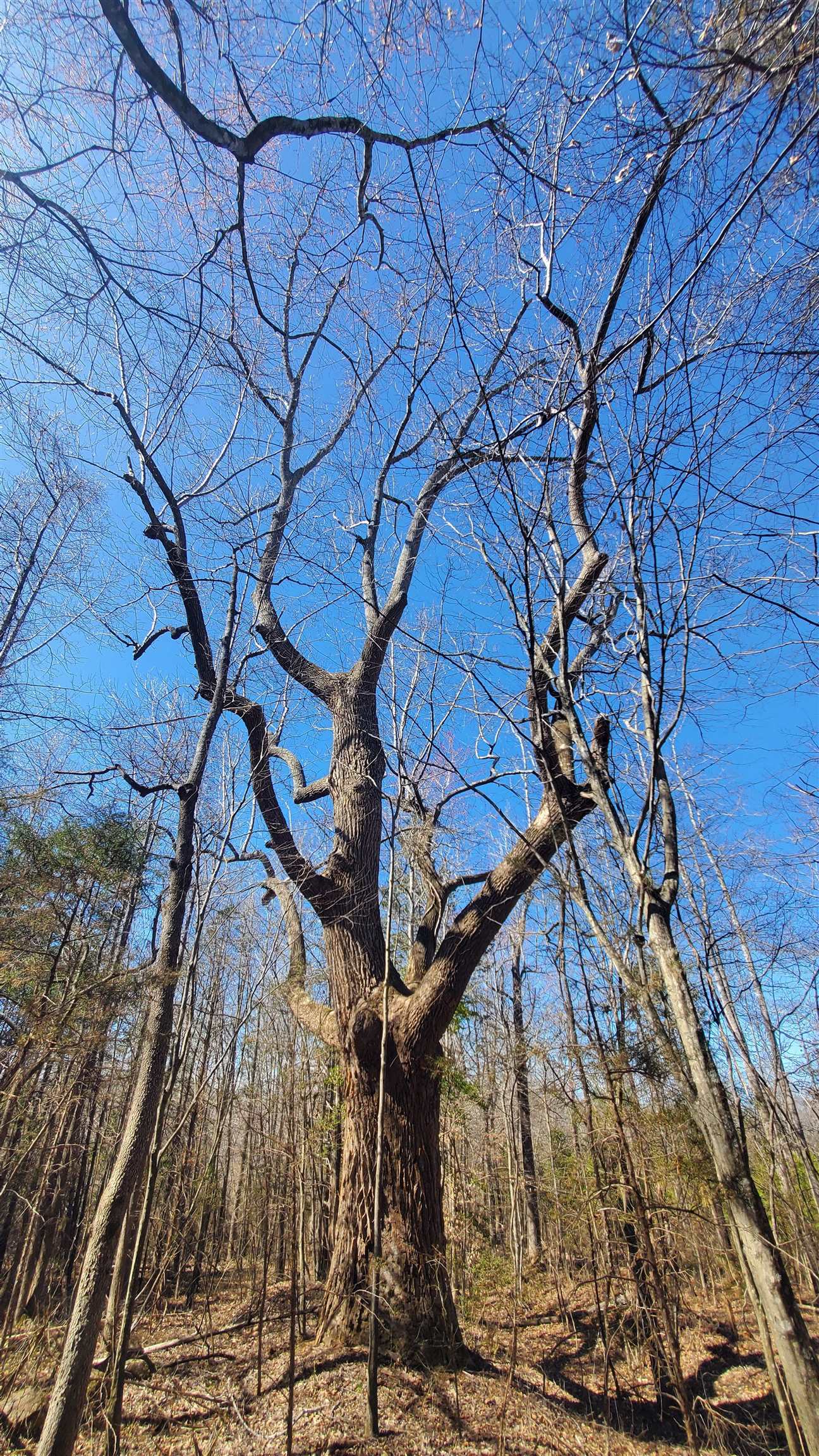 357 ac RENAN RD, GRETNA, Virginia 24557, ,Farm,14,357 ac RENAN RD,661885 MLS # 661885