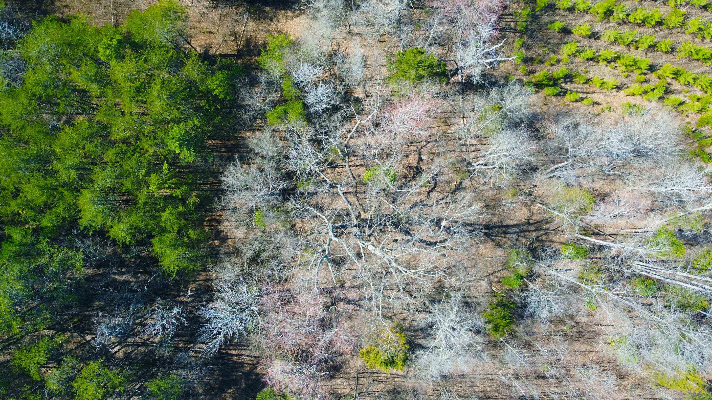 357 ac RENAN RD, GRETNA, Virginia 24557, ,Farm,14,357 ac RENAN RD,661885 MLS # 661885