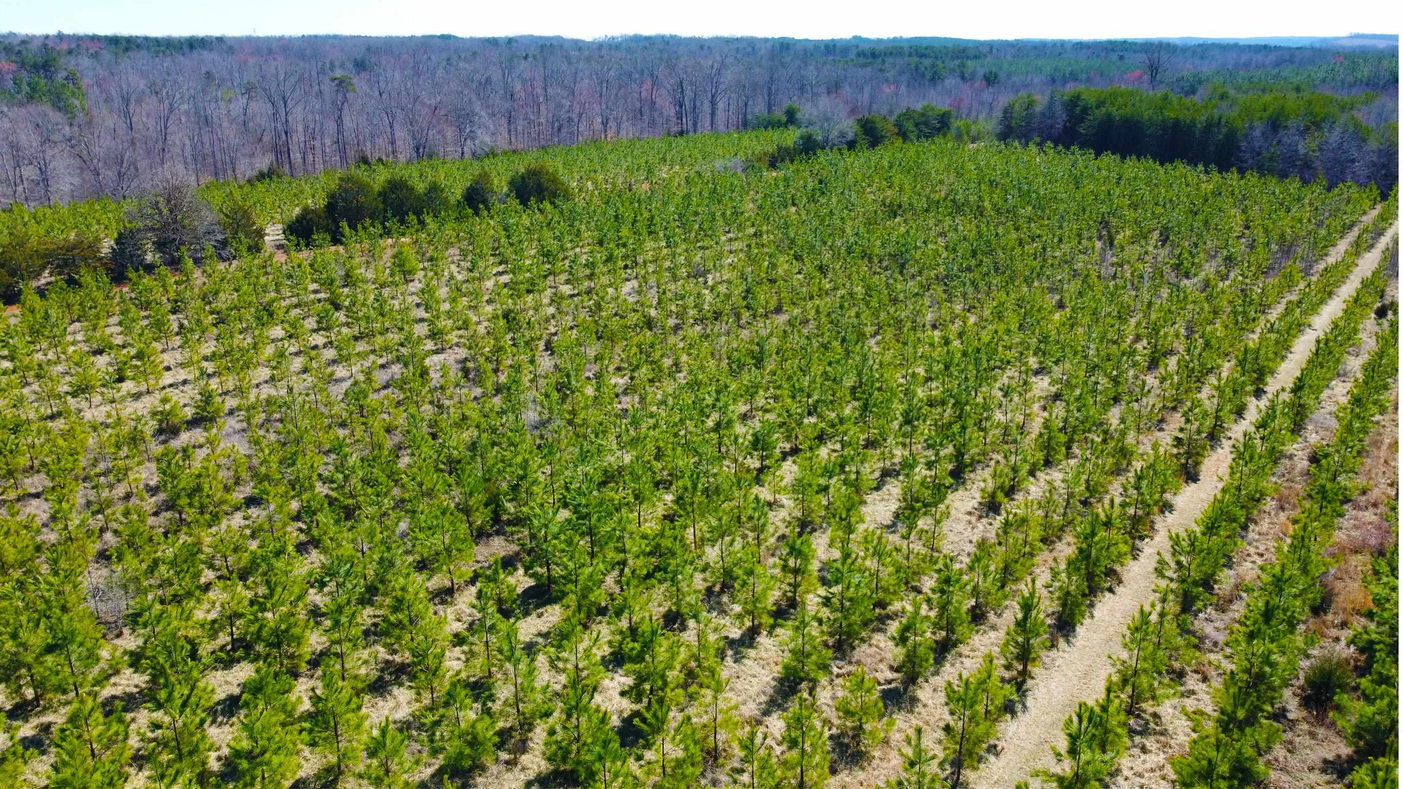 357 ac RENAN RD, GRETNA, Virginia 24557, ,Farm,14,357 ac RENAN RD,661885 MLS # 661885