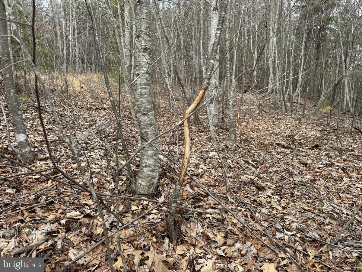 KELSEY LN, HIWASSEE, Virginia 24347, ,Farm,For Sale,KELSEY LN,VAPU2000032 MLS # VAPU2000032