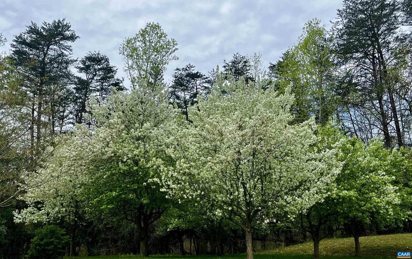 2621 COOPERS LN, CHARLOTTESVILLE, Virginia 22902, 5 Bedrooms Bedrooms, ,6 BathroomsBathrooms,Residential,For Sale,2621 COOPERS LN,648822 MLS # 648822 2621 COOPERS LN, CHARLOTTESVILLE, Virginia 22902, 5 Bedrooms Bedrooms, ,6 BathroomsBathrooms,Residential,For Sale,2621 COOPERS LN,648822 MLS # 648822