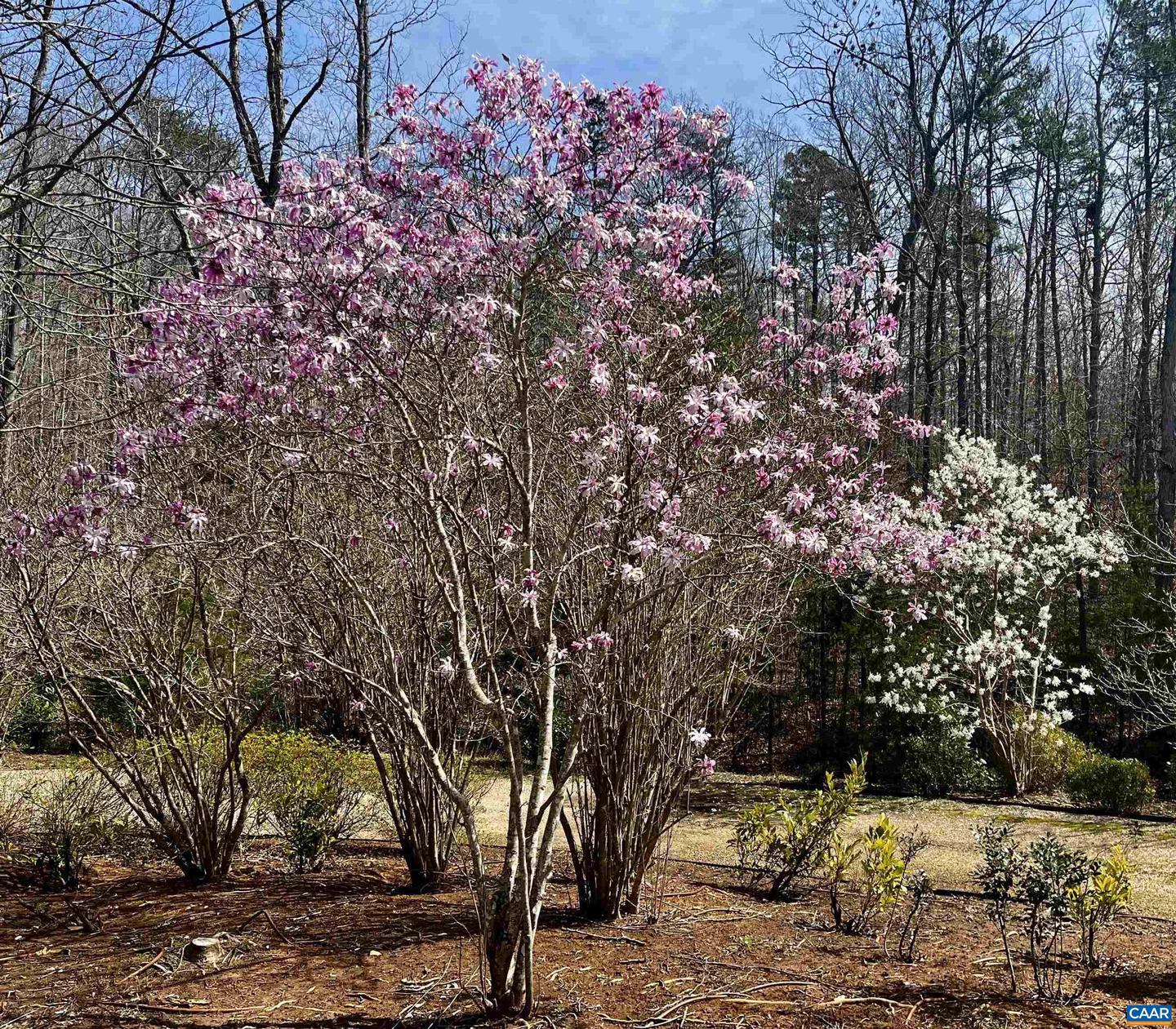 2621 COOPERS LN, CHARLOTTESVILLE, Virginia 22902, 5 Bedrooms Bedrooms, ,6 BathroomsBathrooms,Residential,For Sale,2621 COOPERS LN,648822 MLS # 648822 2621 COOPERS LN, CHARLOTTESVILLE, Virginia 22902, 5 Bedrooms Bedrooms, ,6 BathroomsBathrooms,Residential,For Sale,2621 COOPERS LN,648822 MLS # 648822