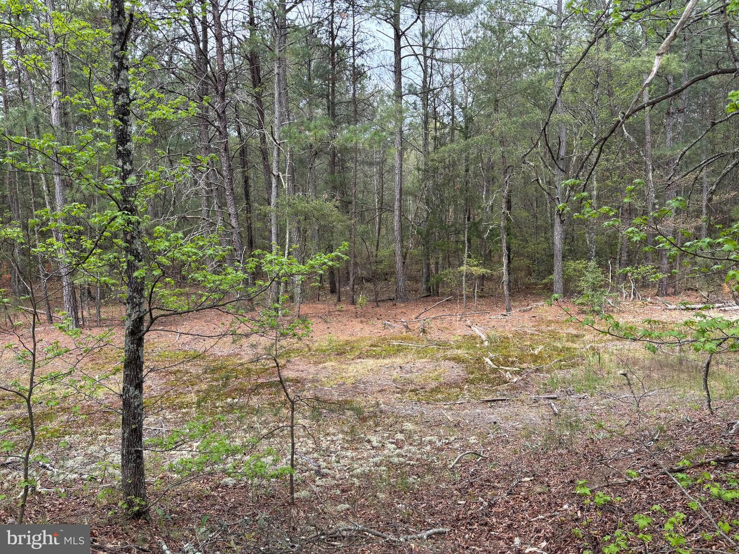 0 PAIGE RD, WOODFORD, Virginia 22580, ,Farm,For Sale,0 PAIGE RD,VACV2007992 MLS # VACV2007992