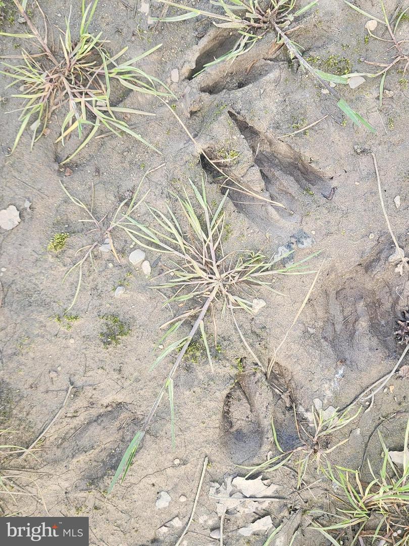 41 SAXIS ROAD, TEMPERANCEVILLE, Virginia 23442, ,Farm,For Sale,41 SAXIS ROAD,VAAC2001806 MLS # VAAC2001806 41 SAXIS ROAD, TEMPERANCEVILLE, Virginia 23442, ,Farm,For Sale,41 SAXIS ROAD,VAAC2001806 MLS # VAAC2001806