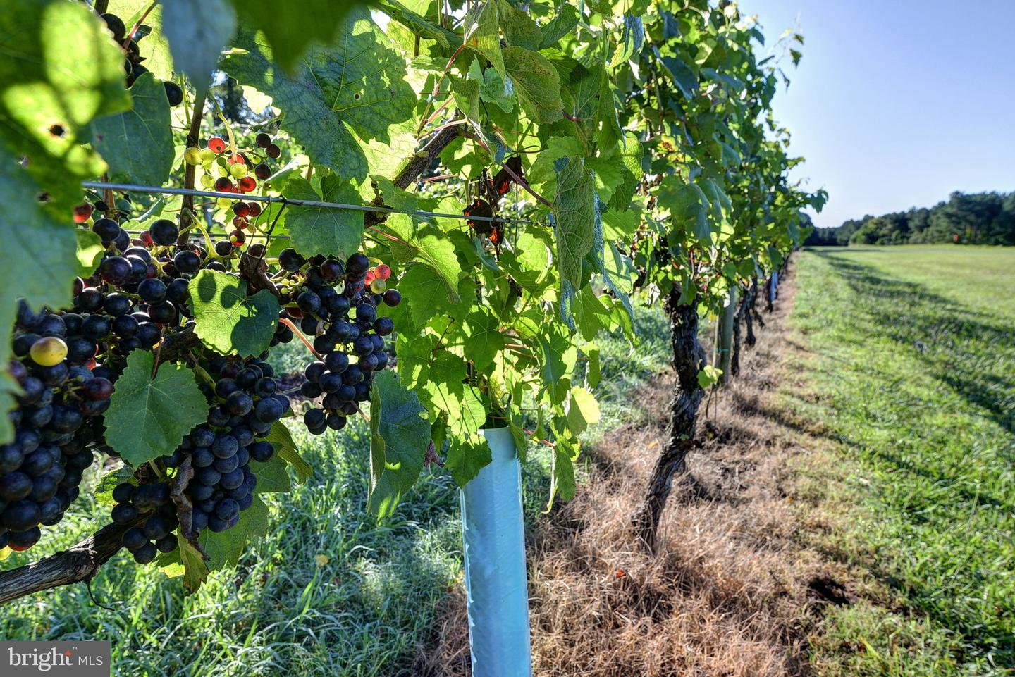 1025 GOOD LUCK RD, KILMARNOCK, Virginia 22482, ,Farm,For Sale,1025 GOOD LUCK RD,VALV2000784 MLS # VALV2000784