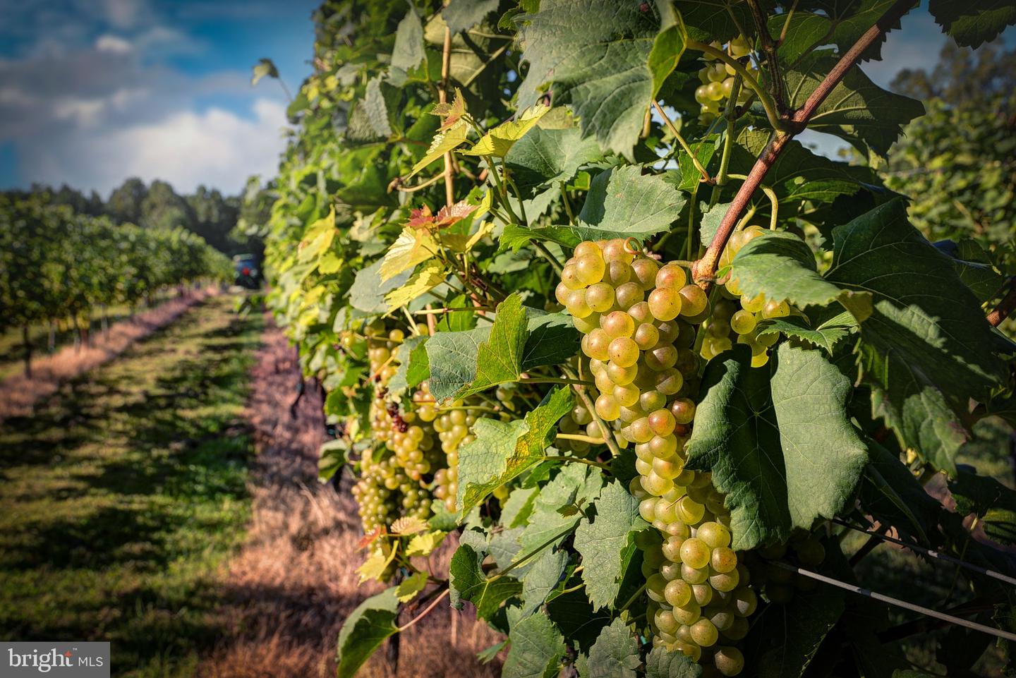 1025 GOOD LUCK RD, KILMARNOCK, Virginia 22482, ,Farm,For Sale,1025 GOOD LUCK RD,VALV2000784 MLS # VALV2000784