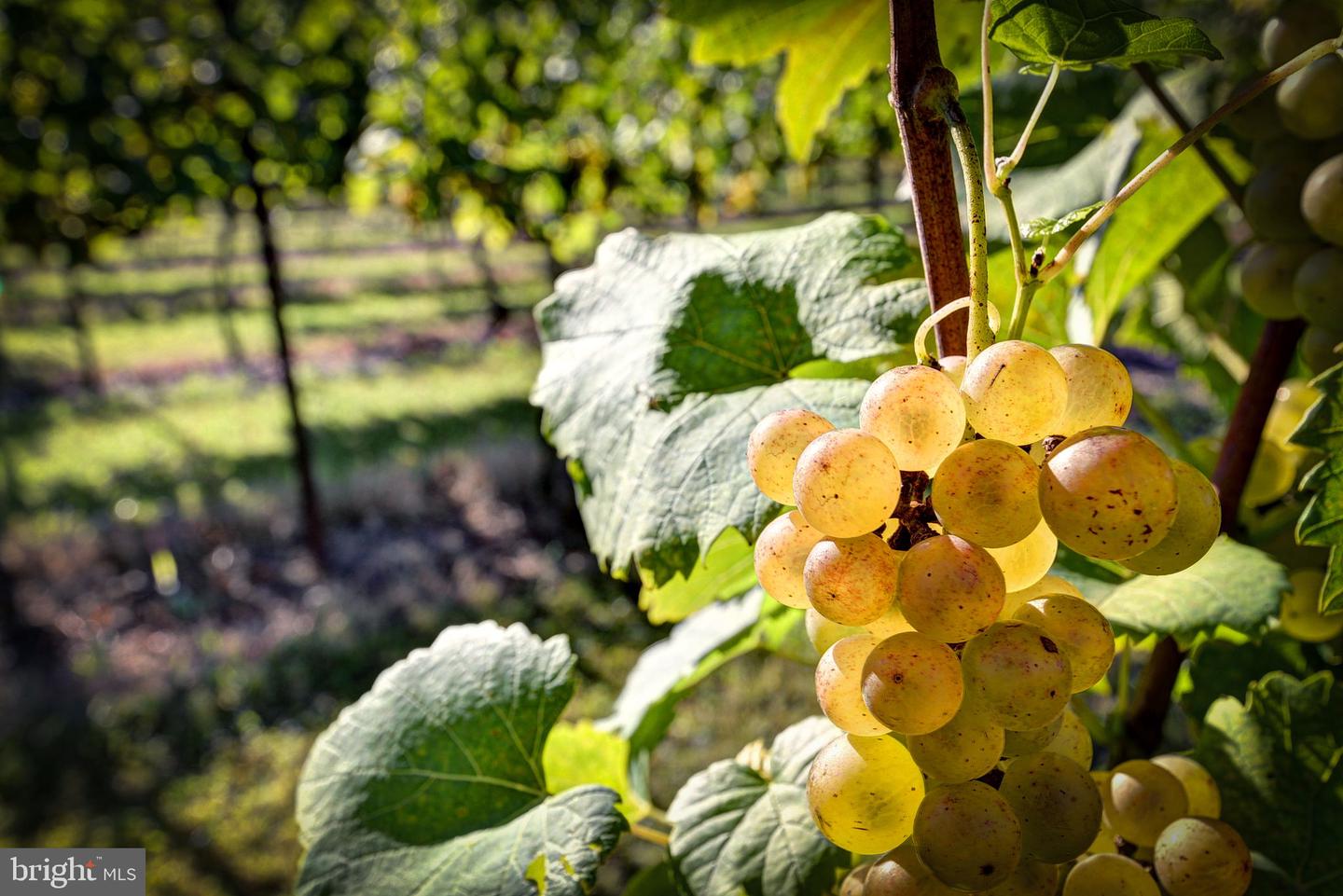 1025 GOOD LUCK RD, KILMARNOCK, Virginia 22482, ,Farm,For Sale,1025 GOOD LUCK RD,VALV2000784 MLS # VALV2000784