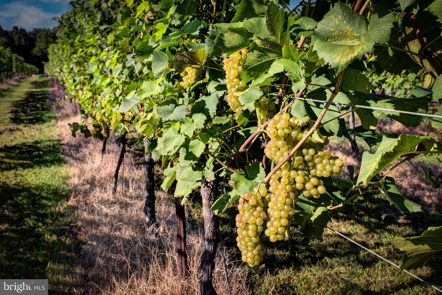 1025 GOOD LUCK RD, KILMARNOCK, Virginia 22482, ,Farm,For Sale,1025 GOOD LUCK RD,VALV2000786 MLS # VALV2000786