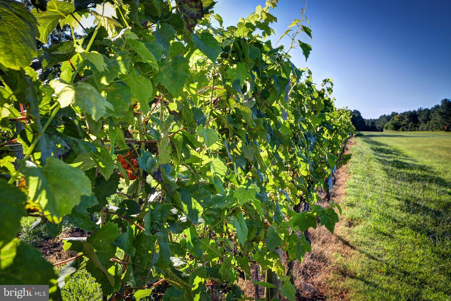 1025 GOOD LUCK RD, KILMARNOCK, Virginia 22482, ,Farm,For Sale,1025 GOOD LUCK RD,VALV2000786 MLS # VALV2000786