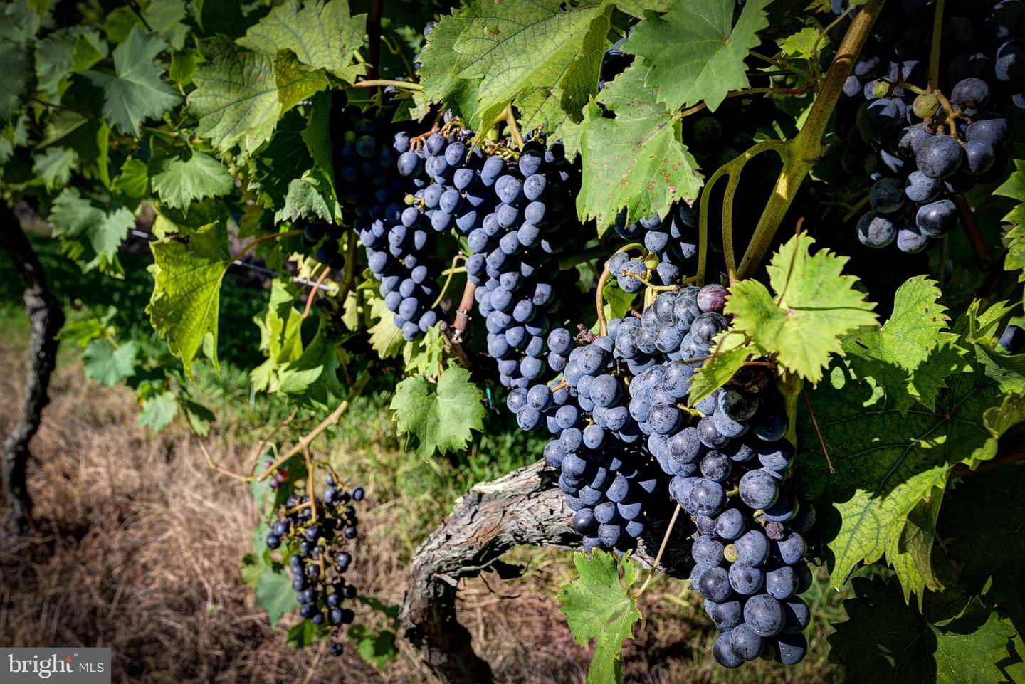 1025 GOOD LUCK RD, KILMARNOCK, Virginia 22482, ,Farm,For Sale,1025 GOOD LUCK RD,VALV2000786 MLS # VALV2000786