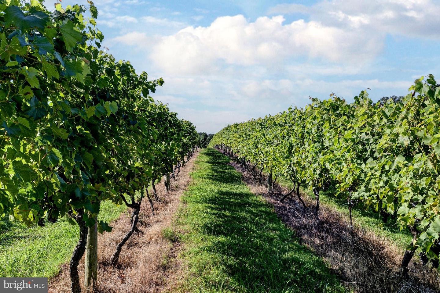 1025 GOOD LUCK RD, KILMARNOCK, Virginia 22482, ,Farm,For Sale,1025 GOOD LUCK RD,VALV2000786 MLS # VALV2000786