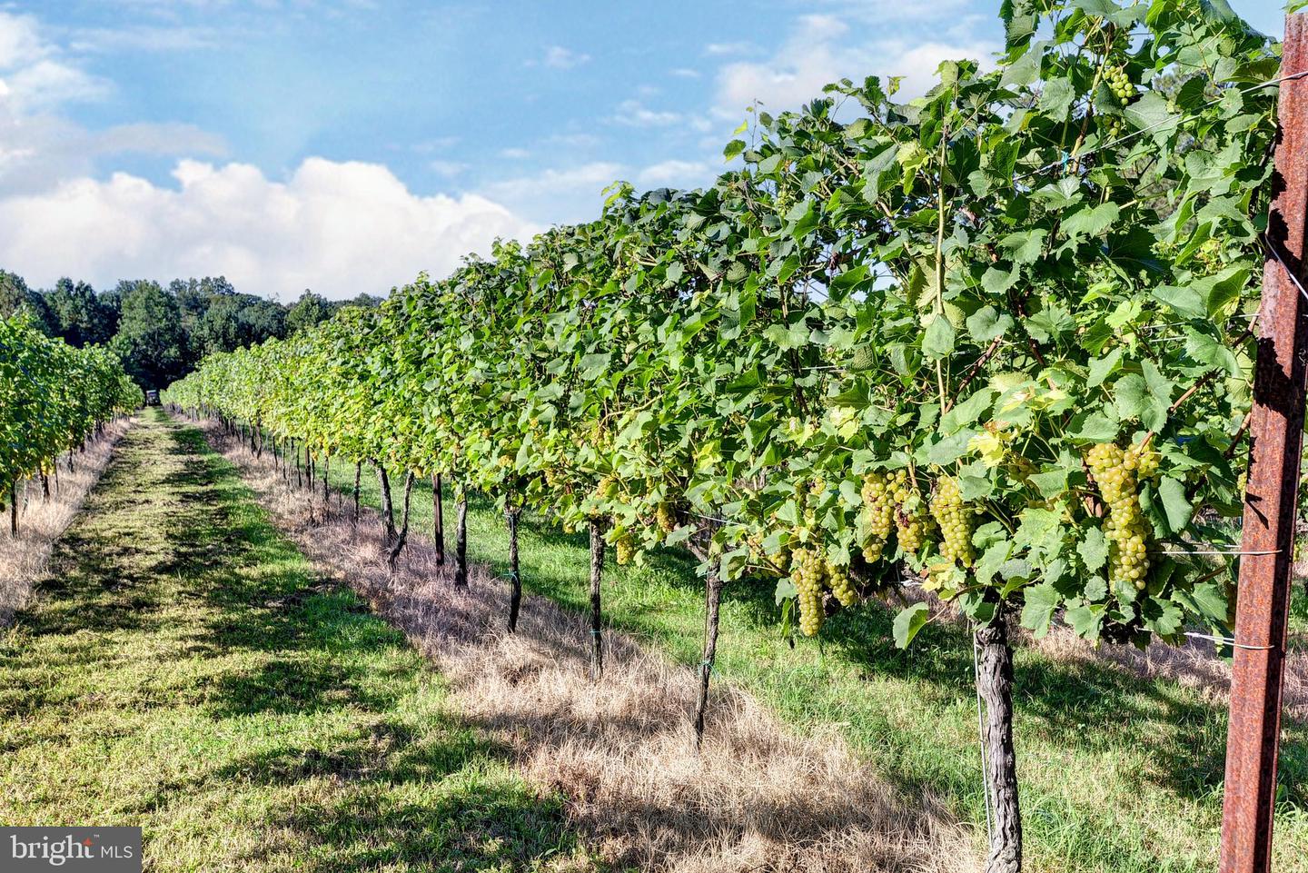 1025 GOOD LUCK RD, KILMARNOCK, Virginia 22482, ,Farm,For Sale,1025 GOOD LUCK RD,VALV2000786 MLS # VALV2000786