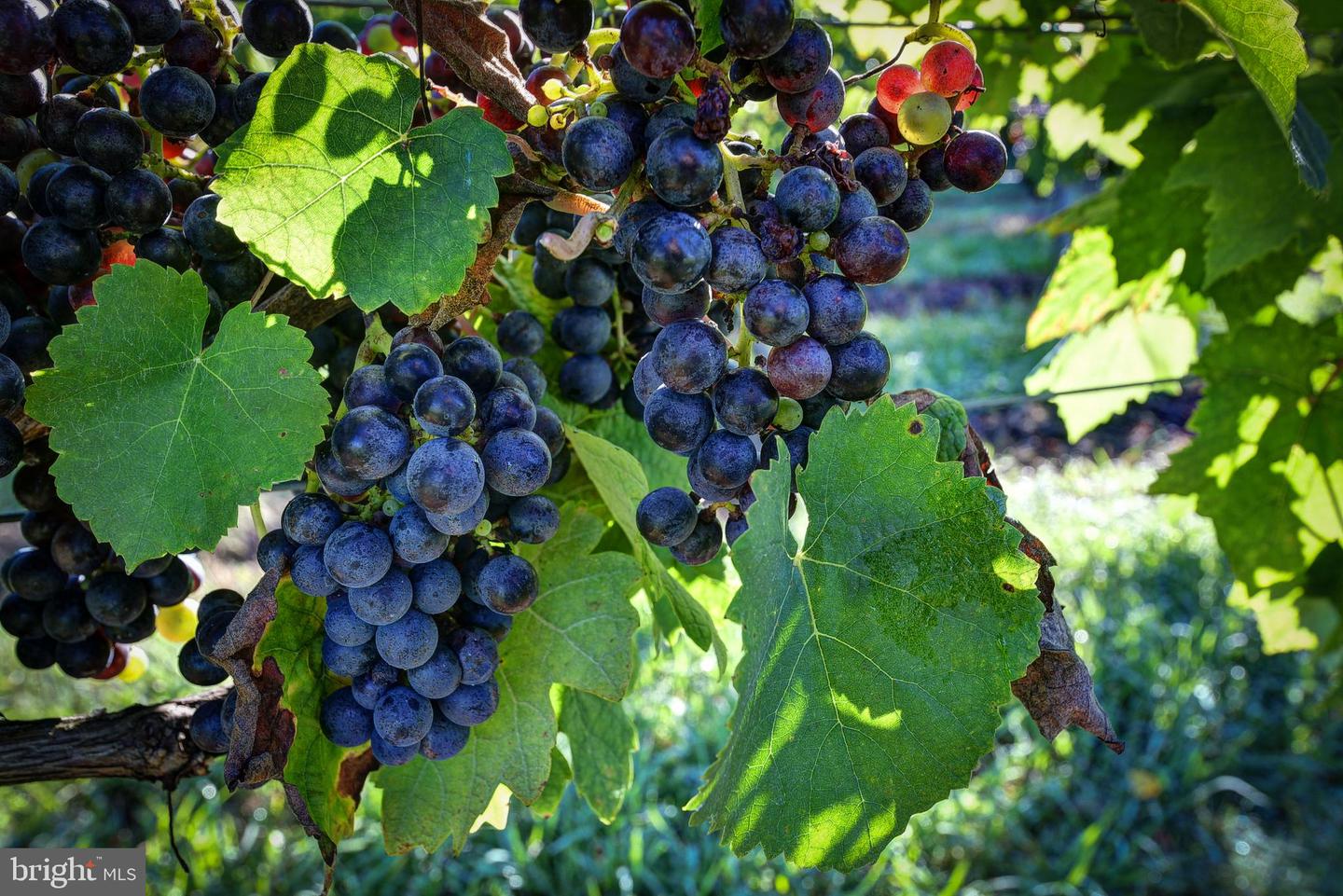 1025 GOOD LUCK RD, KILMARNOCK, Virginia 22482, ,Farm,For Sale,1025 GOOD LUCK RD,VALV2000786 MLS # VALV2000786