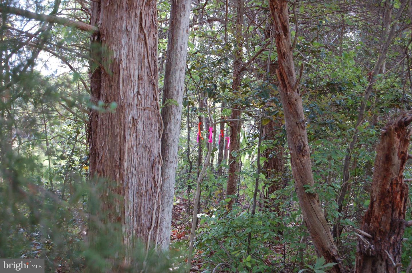 000 TIDEWATER TRAIL, RAPPAHANNOCK ACADEMY, Virginia 22538, ,Land,For Sale,000 TIDEWATER TRAIL,VACV2008078 MLS # VACV2008078