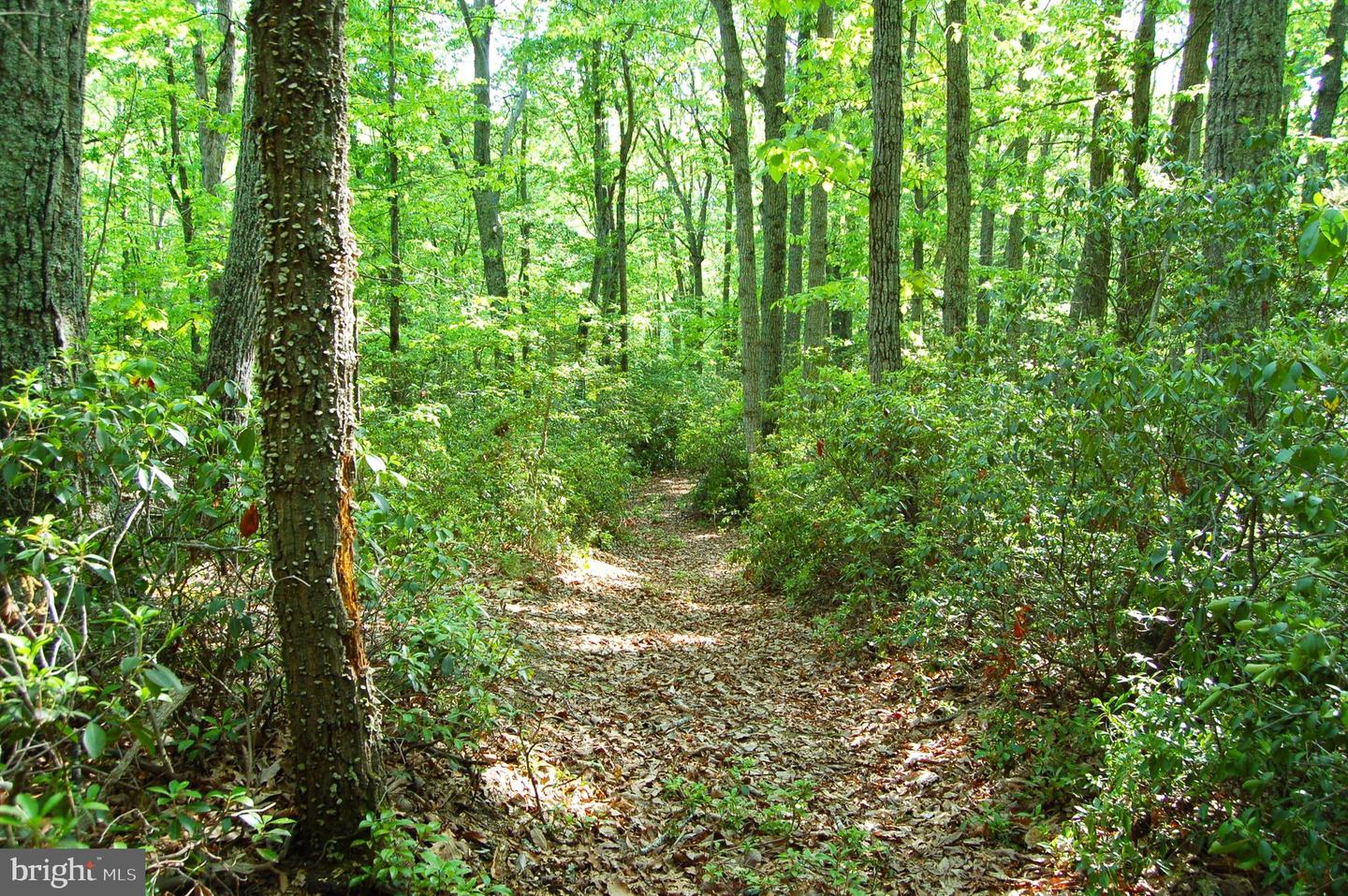 000 TIDEWATER TRAIL, RAPPAHANNOCK ACADEMY, Virginia 22538, ,Land,For Sale,000 TIDEWATER TRAIL,VACV2008078 MLS # VACV2008078