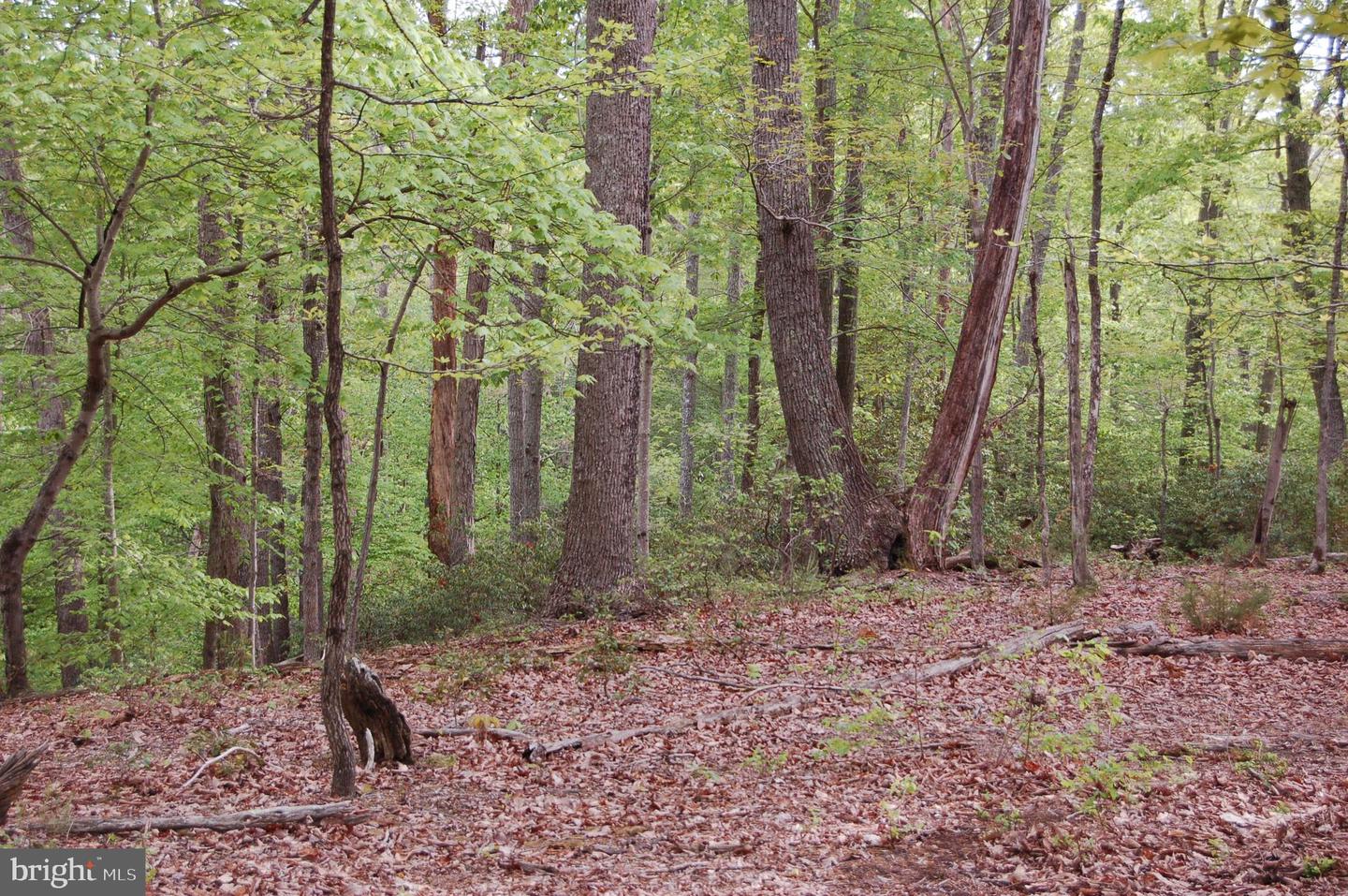 000 TIDEWATER TRAIL, RAPPAHANNOCK ACADEMY, Virginia 22538, ,Land,For Sale,000 TIDEWATER TRAIL,VACV2008078 MLS # VACV2008078