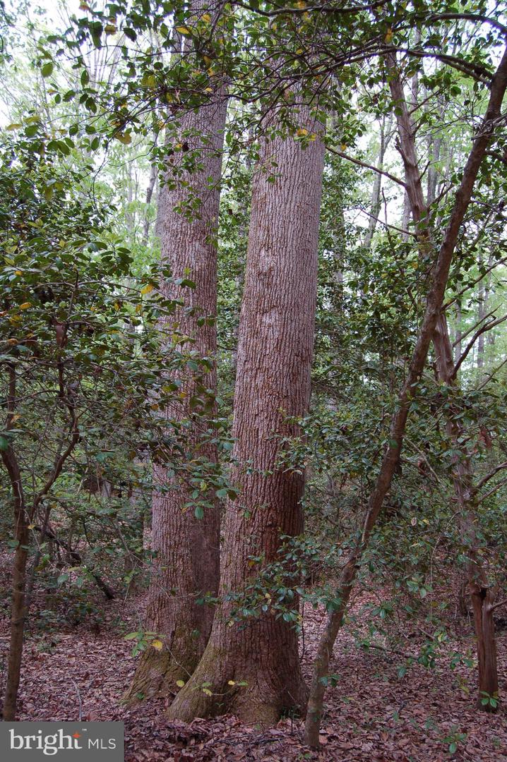 000 TIDEWATER TRAIL, RAPPAHANNOCK ACADEMY, Virginia 22538, ,Land,For Sale,000 TIDEWATER TRAIL,VACV2008078 MLS # VACV2008078