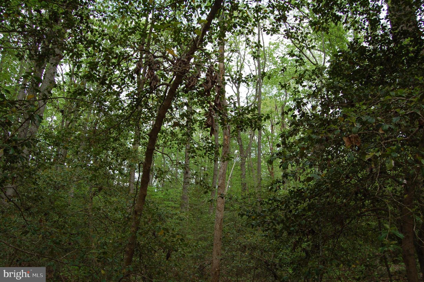 000 TIDEWATER TRAIL, RAPPAHANNOCK ACADEMY, Virginia 22538, ,Land,For Sale,000 TIDEWATER TRAIL,VACV2008078 MLS # VACV2008078