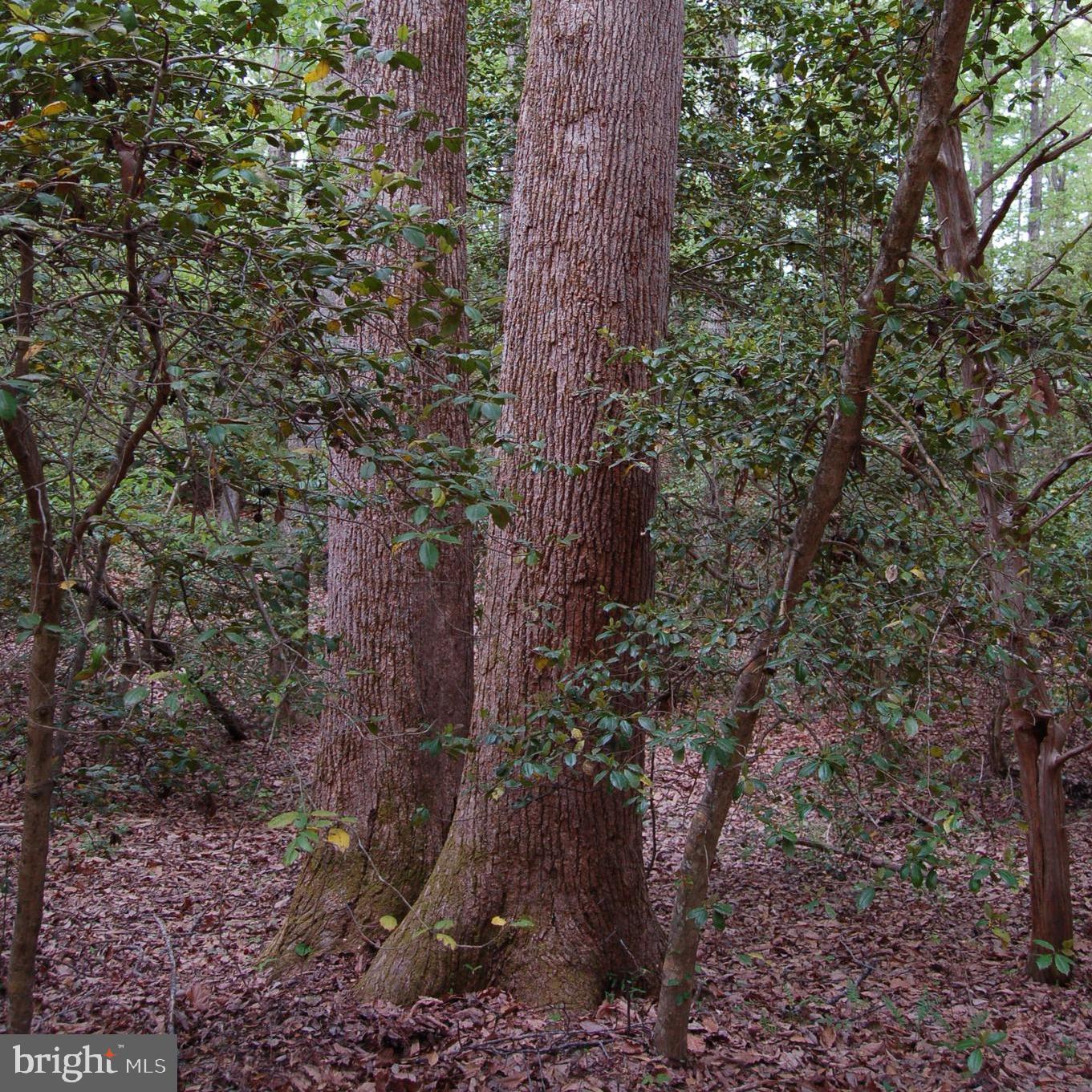 000 TIDEWATER TRAIL, RAPPAHANNOCK ACADEMY, Virginia 22538, ,Land,For Sale,000 TIDEWATER TRAIL,VACV2008078 MLS # VACV2008078