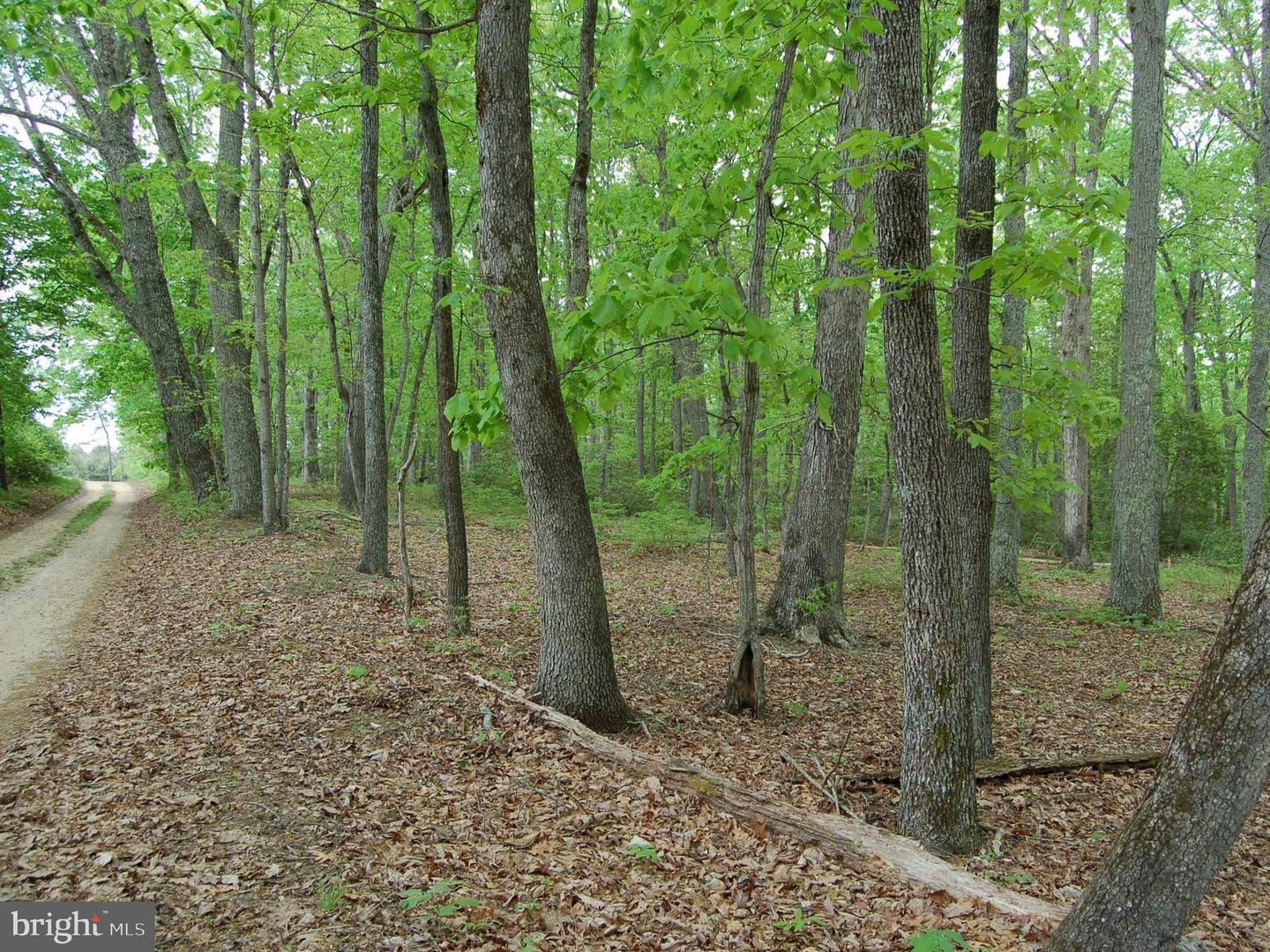 000 TIDEWATER TRAIL, RAPPAHANNOCK ACADEMY, Virginia 22538, ,Land,For Sale,000 TIDEWATER TRAIL,VACV2008078 MLS # VACV2008078