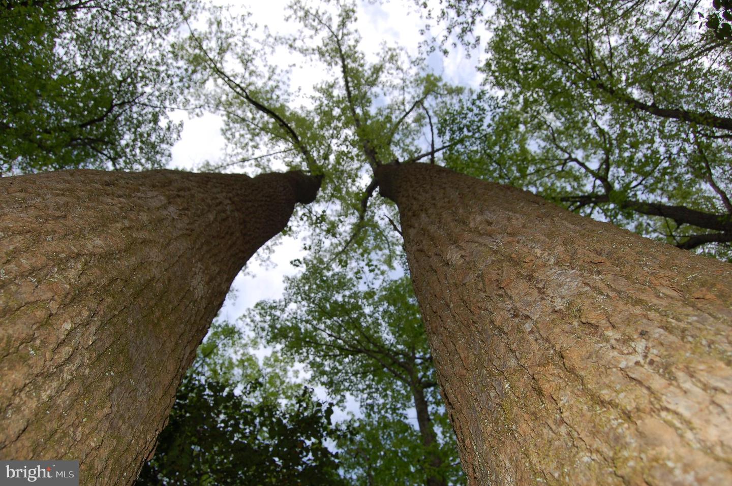 000 TIDEWATER TRAIL, RAPPAHANNOCK ACADEMY, Virginia 22538, ,Land,For Sale,000 TIDEWATER TRAIL,VACV2008078 MLS # VACV2008078