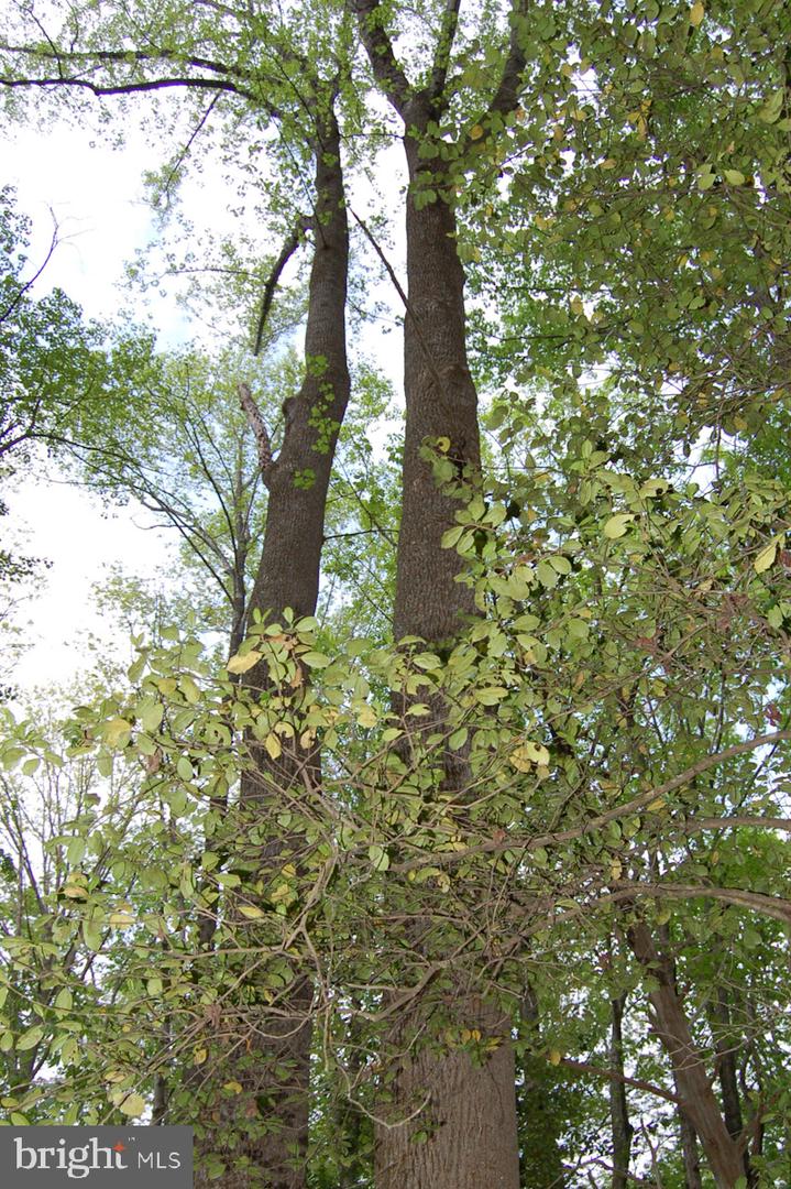 000 TIDEWATER TRAIL, RAPPAHANNOCK ACADEMY, Virginia 22538, ,Land,For Sale,000 TIDEWATER TRAIL,VACV2008078 MLS # VACV2008078