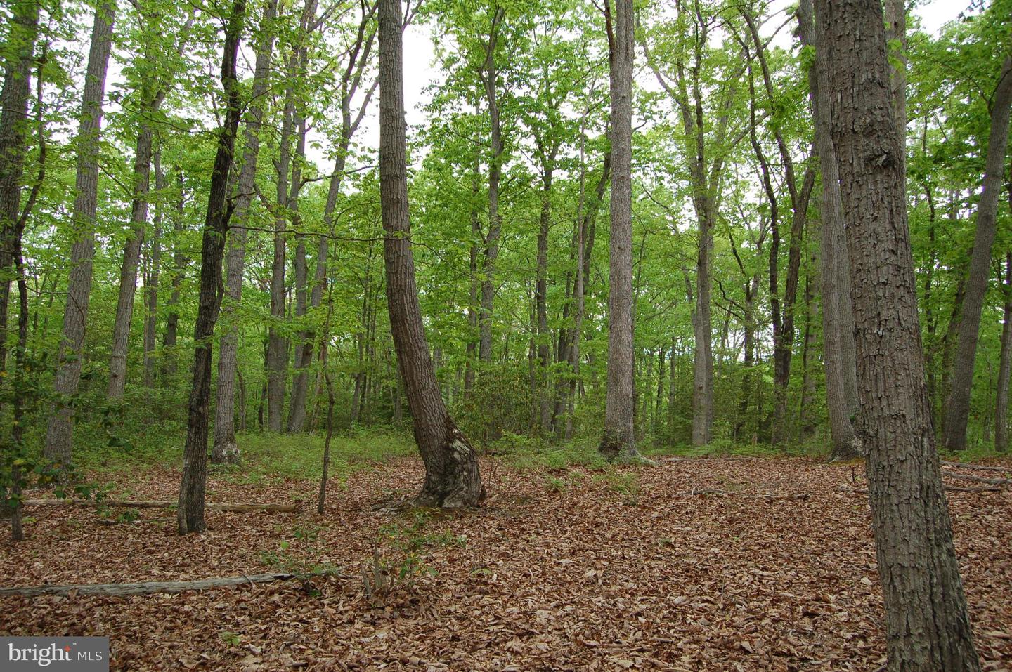 000 TIDEWATER TRAIL, RAPPAHANNOCK ACADEMY, Virginia 22538, ,Land,For Sale,000 TIDEWATER TRAIL,VACV2008078 MLS # VACV2008078