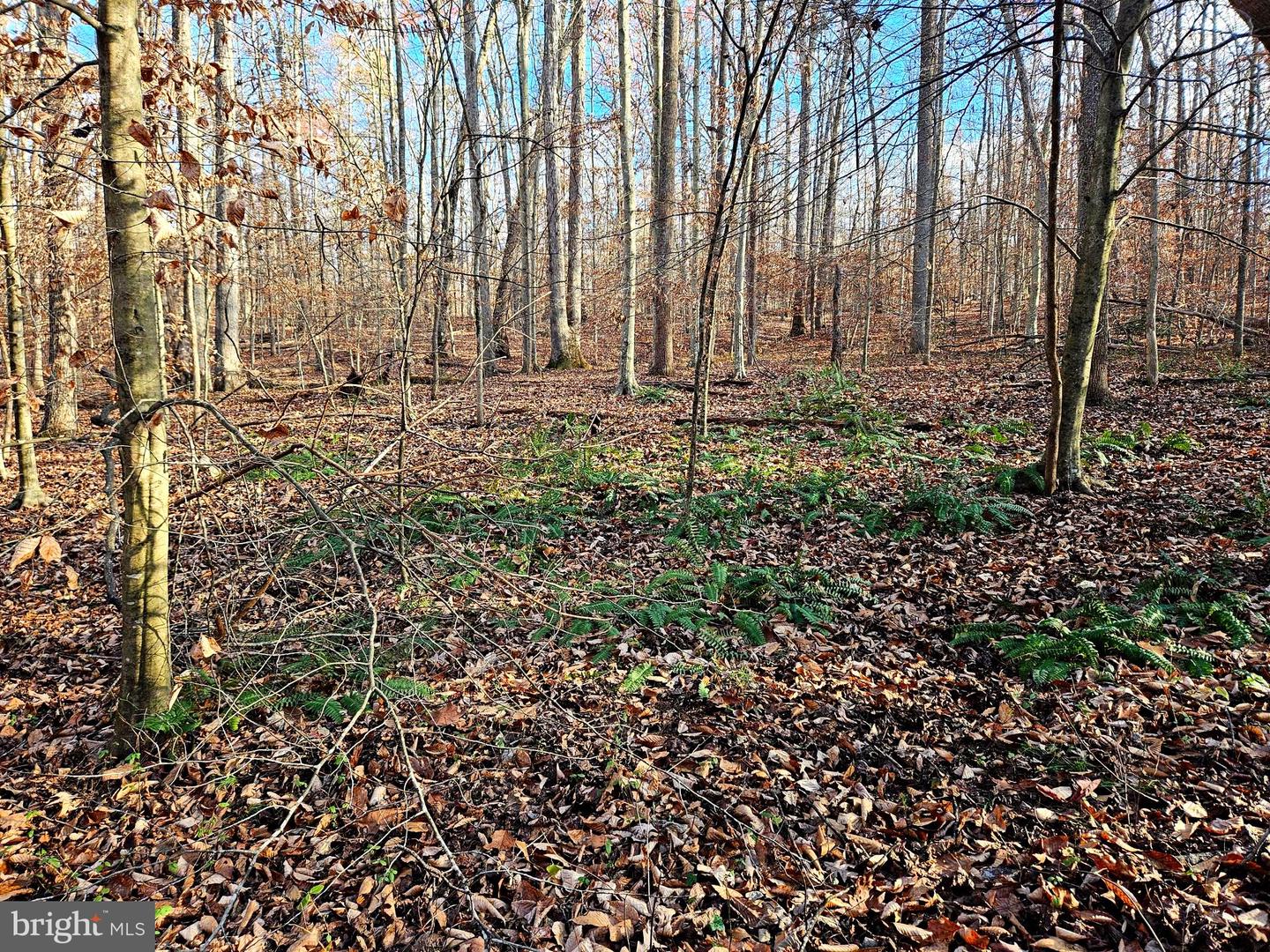 WAUGH RD, UNIONVILLE, Virginia 22567, ,Land,For Sale,WAUGH RD,VAOR2009602 MLS # VAOR2009602