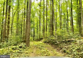 STONY POINT PASS, KESWICK, Virginia 22947, ,Farm,For Sale,STONY POINT PASS,VAAB2000922 MLS # VAAB2000922 STONY POINT PASS, KESWICK, Virginia 22947, ,Farm,For Sale,STONY POINT PASS,VAAB2000922 MLS # VAAB2000922