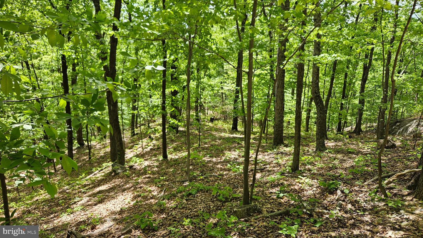 559 BESSIE BELL MOUNTAIN RD, CASTLETON, Virginia 22716, 3 Bedrooms Bedrooms, ,2 BathroomsBathrooms,Residential,For Sale,559 BESSIE BELL MOUNTAIN RD,VARP2002080 MLS # VARP2002080 559 BESSIE BELL MOUNTAIN RD, CASTLETON, Virginia 22716, 3 Bedrooms Bedrooms, ,2 BathroomsBathrooms,Residential,For Sale,559 BESSIE BELL MOUNTAIN RD,VARP2002080 MLS # VARP2002080