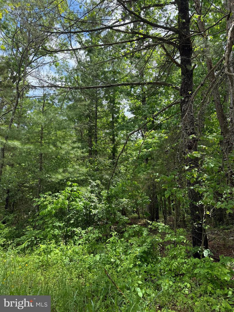 ALUM SPRINGS RD, EDINBURG, Virginia 22824, ,Land,For Sale,ALUM SPRINGS RD,VASH2011454 MLS # VASH2011454