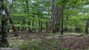 ALUM SPRINGS RD, EDINBURG, Virginia 22824, ,Land,For Sale,ALUM SPRINGS RD,VASH2011454 MLS # VASH2011454