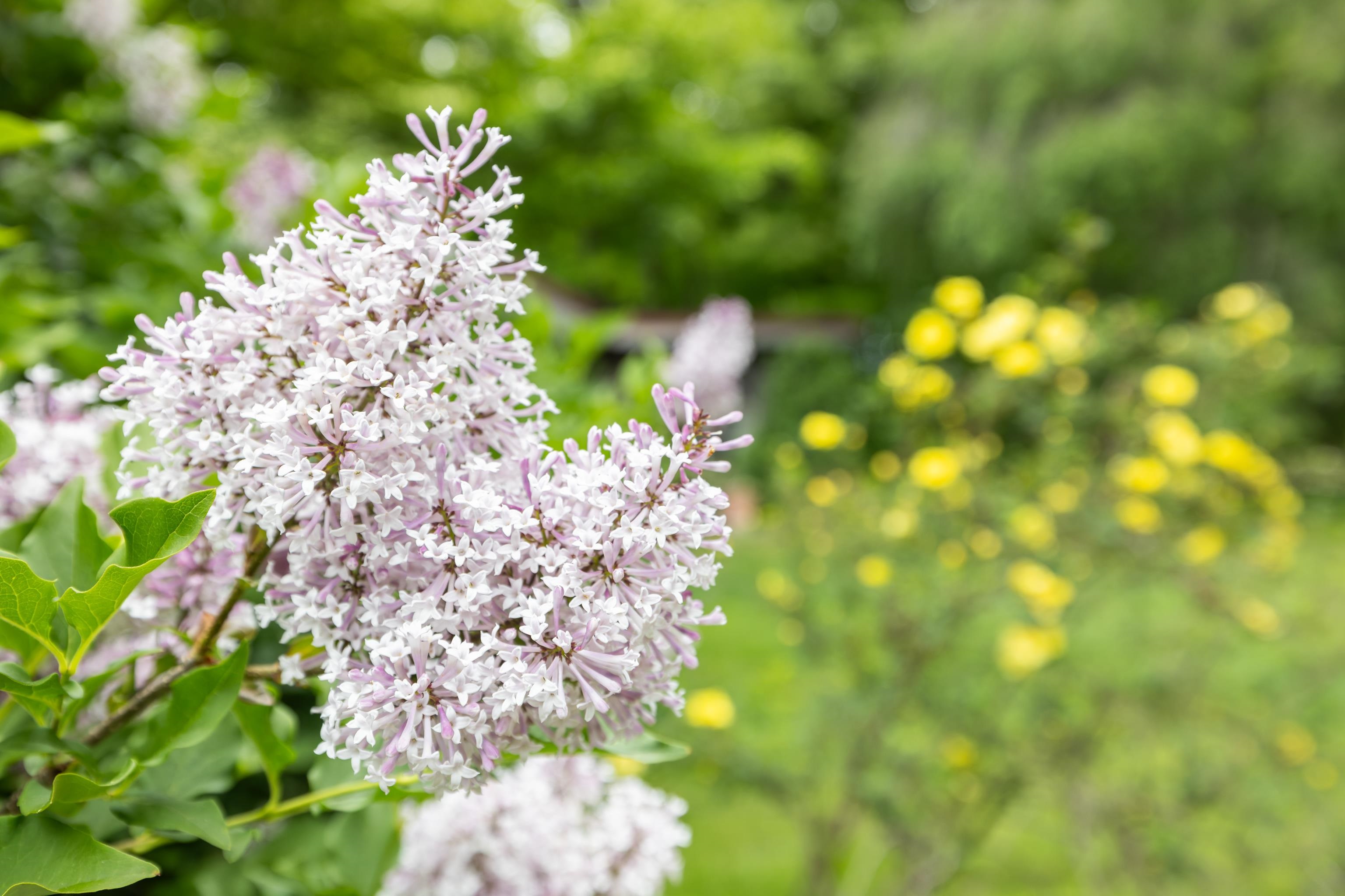 7598 N LEE HWY, RAPHINE, Virginia 24472, 2 Bedrooms Bedrooms, ,2 BathroomsBathrooms,Residential,14,7598 N LEE HWY,664489 MLS # 664489