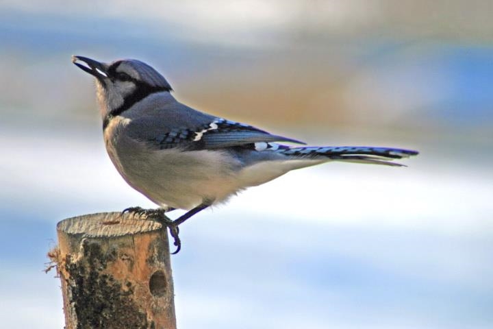 7598 N LEE HWY, RAPHINE, Virginia 24472, 2 Bedrooms Bedrooms, ,2 BathroomsBathrooms,Residential,14,7598 N LEE HWY,664489 MLS # 664489