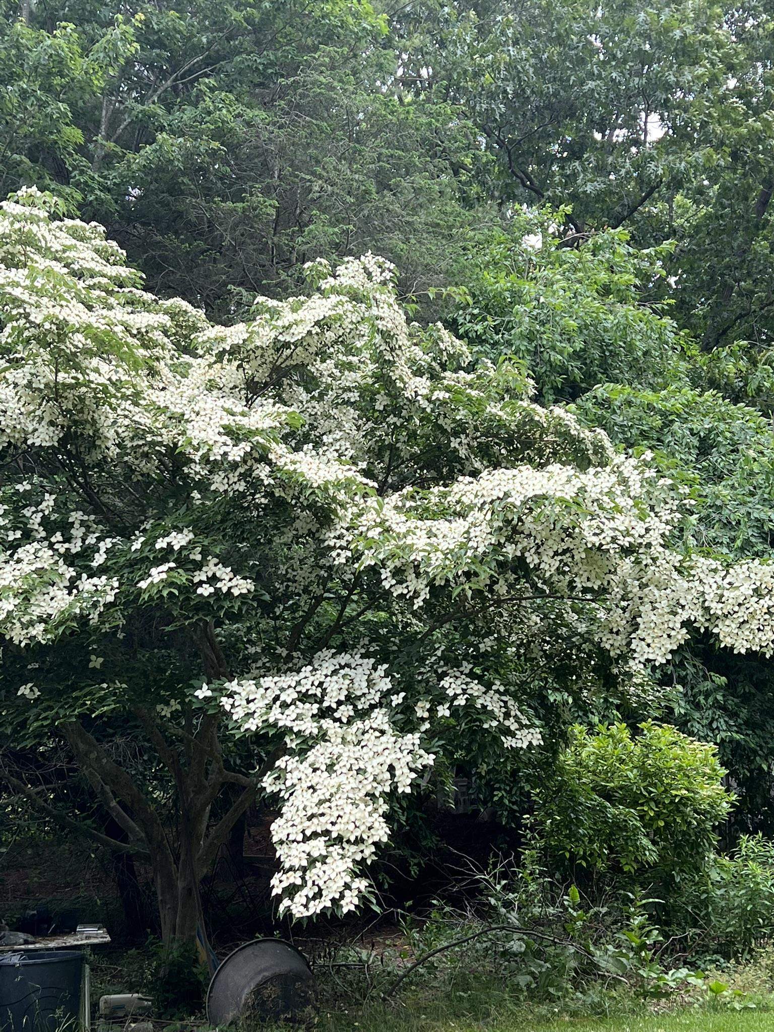 7598 N LEE HWY, RAPHINE, Virginia 24472, 2 Bedrooms Bedrooms, ,2 BathroomsBathrooms,Residential,14,7598 N LEE HWY,664489 MLS # 664489