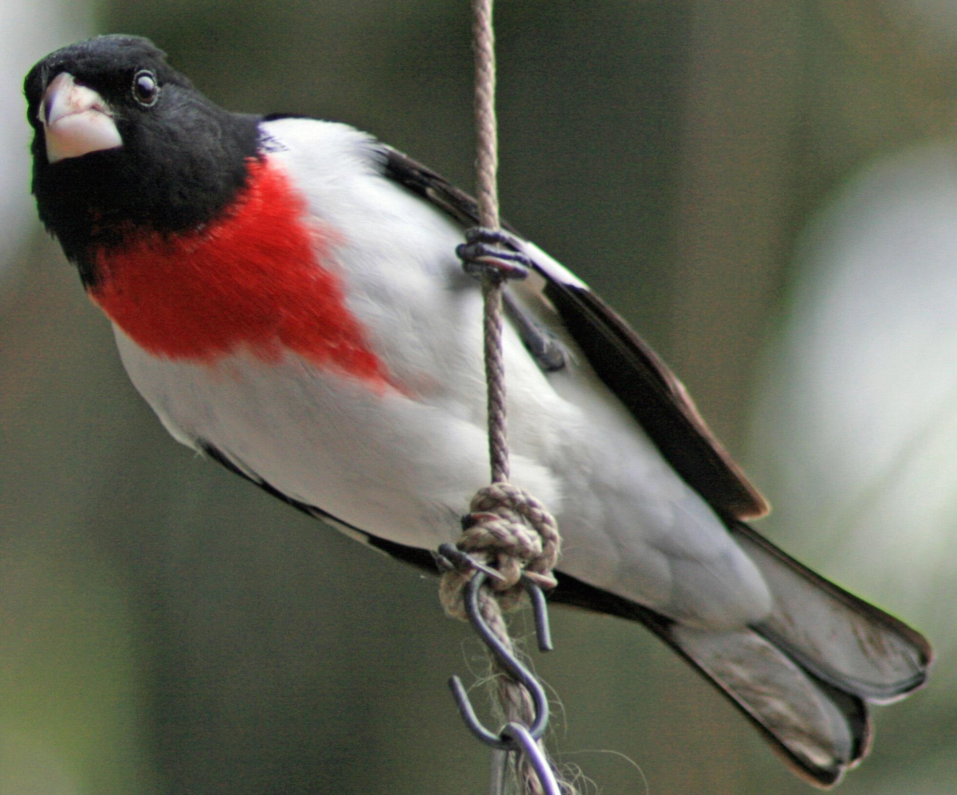 7598 N LEE HWY, RAPHINE, Virginia 24472, 2 Bedrooms Bedrooms, ,2 BathroomsBathrooms,Residential,14,7598 N LEE HWY,664489 MLS # 664489