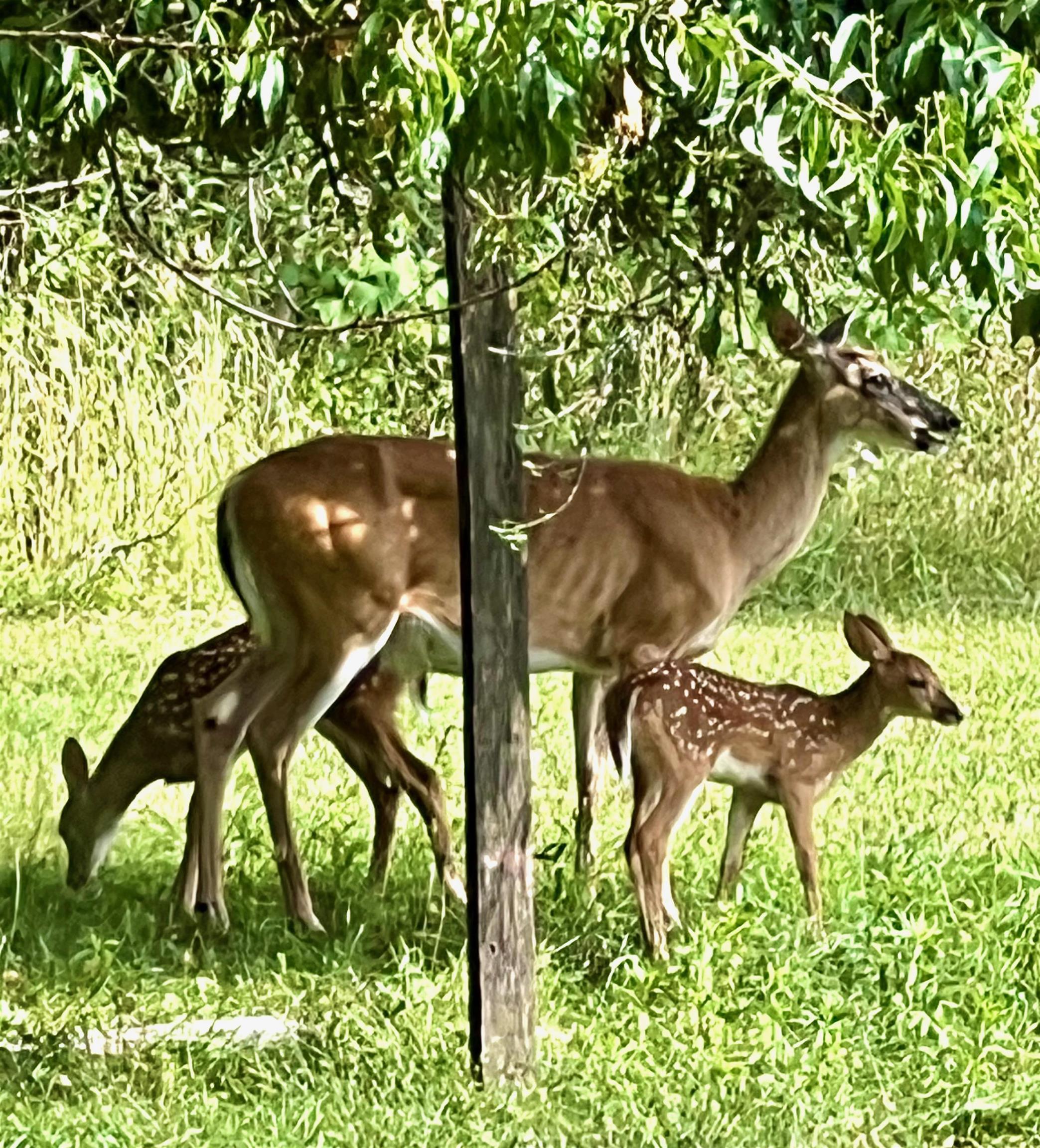 7598 N LEE HWY, RAPHINE, Virginia 24472, 2 Bedrooms Bedrooms, ,2 BathroomsBathrooms,Residential,14,7598 N LEE HWY,664489 MLS # 664489