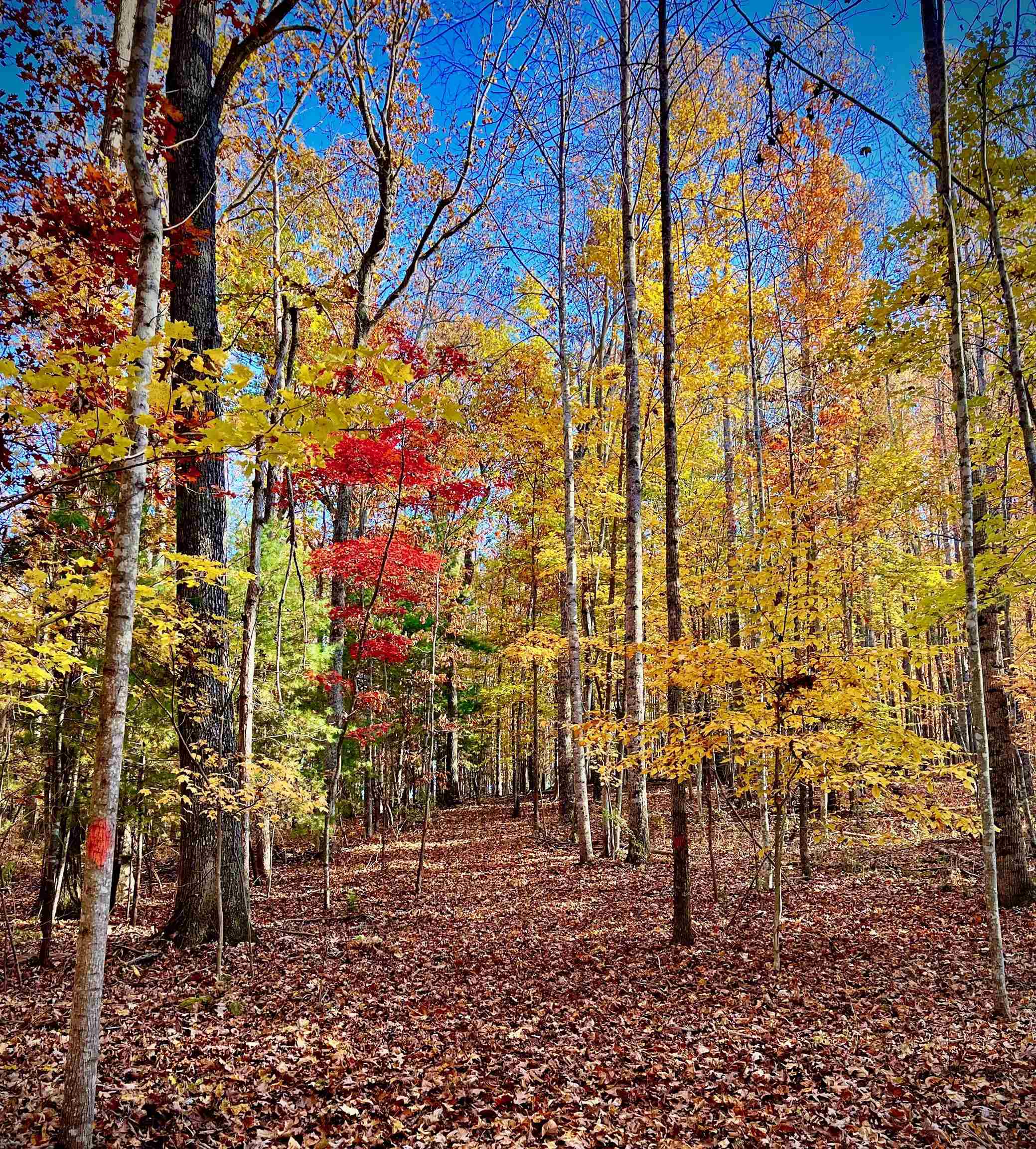 7598 N LEE HWY, RAPHINE, Virginia 24472, 2 Bedrooms Bedrooms, ,2 BathroomsBathrooms,Residential,14,7598 N LEE HWY,664489 MLS # 664489