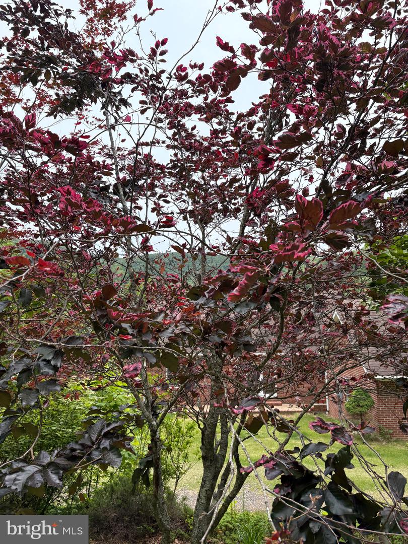 60 MOUNTAIN BREEZE LN, SYRIA, Virginia 22743, 5 Bedrooms Bedrooms, ,2 BathroomsBathrooms,Residential,For Sale,60 MOUNTAIN BREEZE LN,VAMA2002242 MLS # VAMA2002242