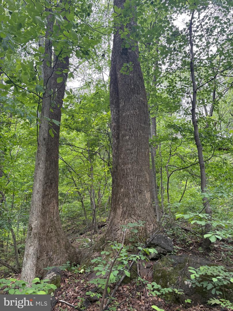 60 MOUNTAIN BREEZE LN, SYRIA, Virginia 22743, 5 Bedrooms Bedrooms, ,2 BathroomsBathrooms,Residential,For Sale,60 MOUNTAIN BREEZE LN,VAMA2002242 MLS # VAMA2002242