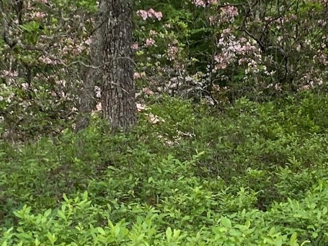 625 HUMMINGBIRD LN, MONTEREY, Virginia 24465, 3 Bedrooms Bedrooms, ,3 BathroomsBathrooms,Residential,14,625 HUMMINGBIRD LN,665291 MLS # 665291