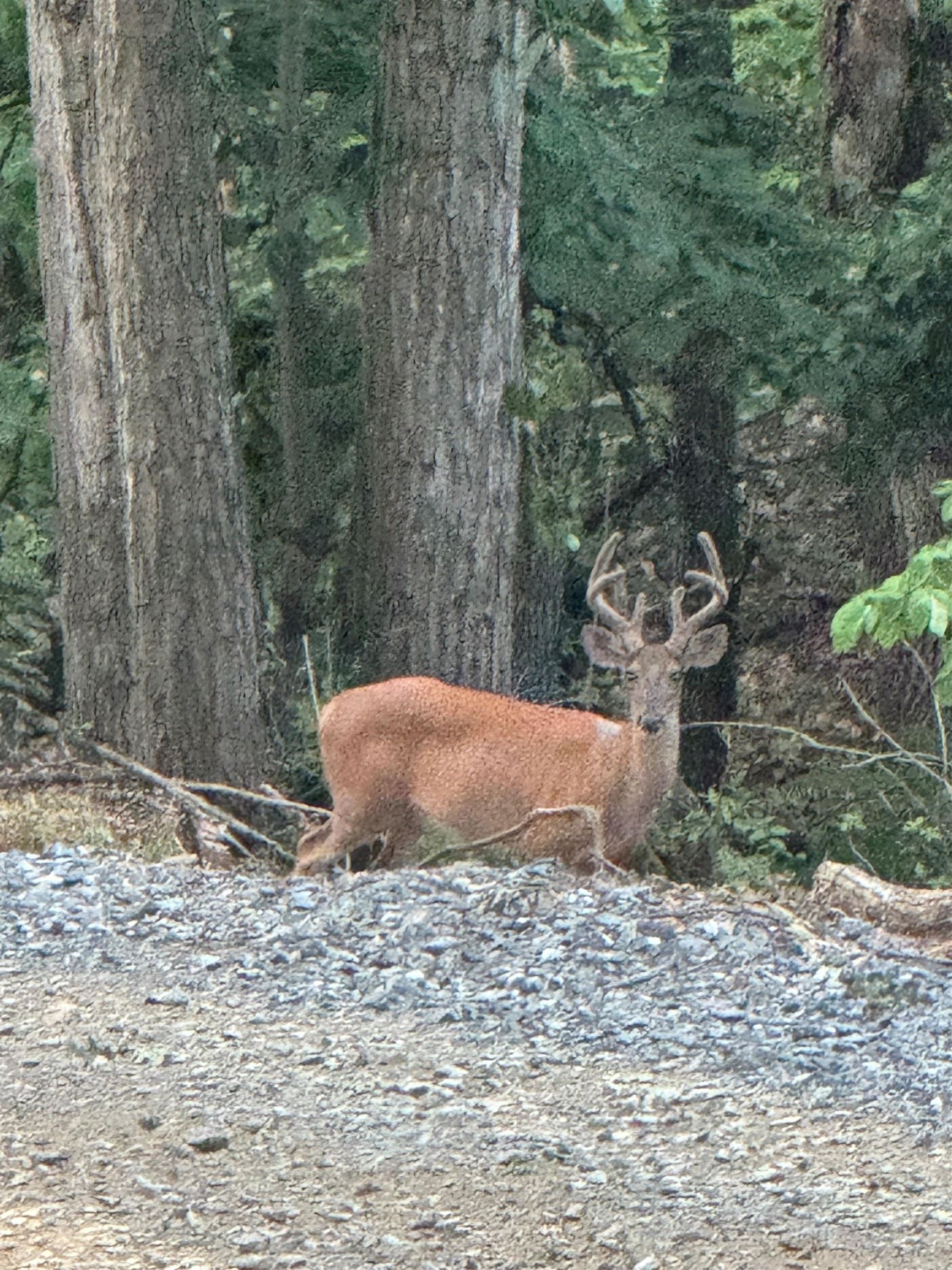 3940 US HWY 340, STANLEY, Virginia 22851, 1 Bedroom Bedrooms, ,2 BathroomsBathrooms,Residential,14,3940 US HWY 340,665496 MLS # 665496 3940 US HWY 340, STANLEY, Virginia 22851, 1 Bedroom Bedrooms, ,2 BathroomsBathrooms,Residential,14,3940 US HWY 340,665496 MLS # 665496