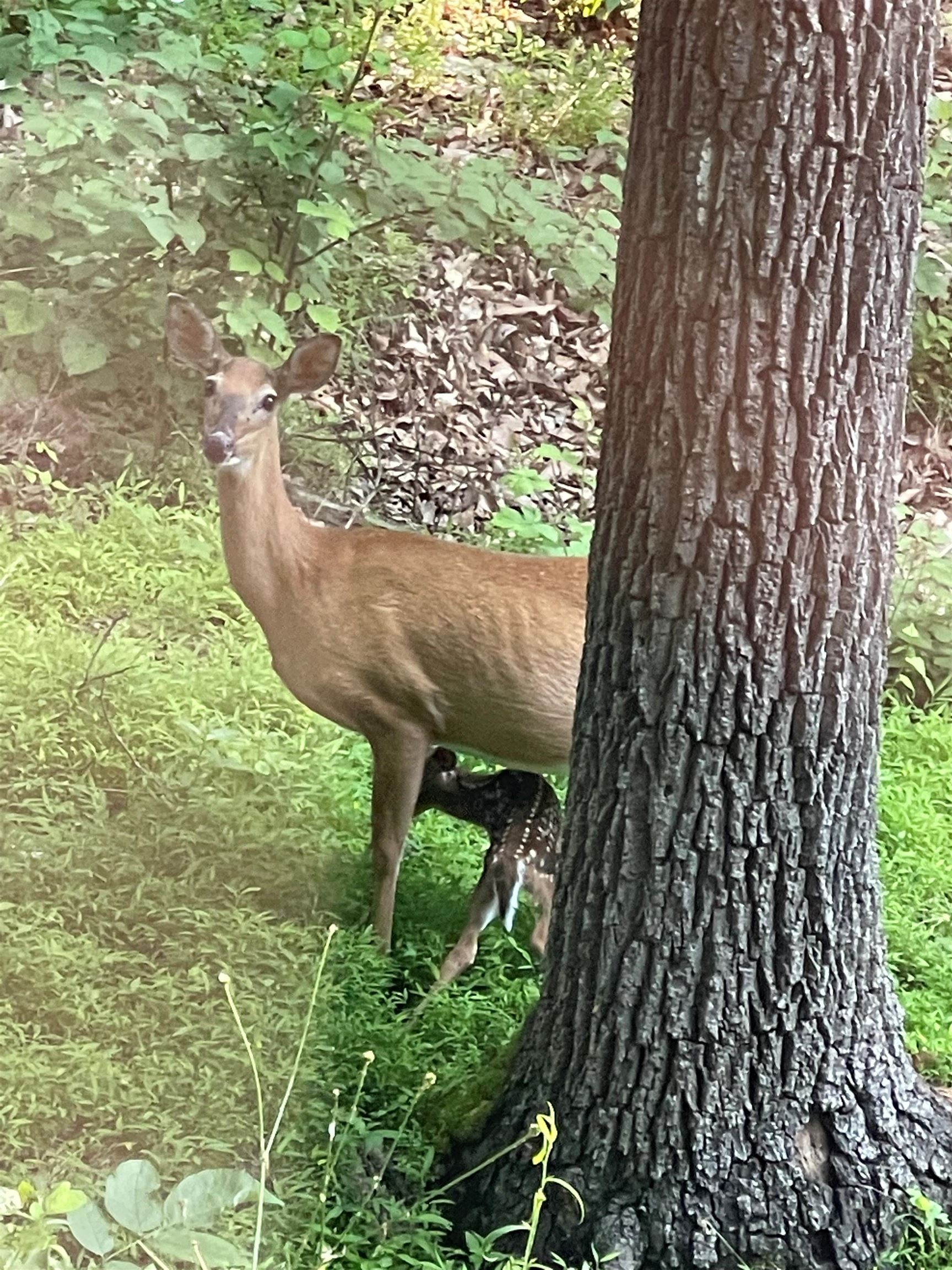 3940 US HWY 340, STANLEY, Virginia 22851, 1 Bedroom Bedrooms, ,2 BathroomsBathrooms,Residential,14,3940 US HWY 340,665496 MLS # 665496 3940 US HWY 340, STANLEY, Virginia 22851, 1 Bedroom Bedrooms, ,2 BathroomsBathrooms,Residential,14,3940 US HWY 340,665496 MLS # 665496
