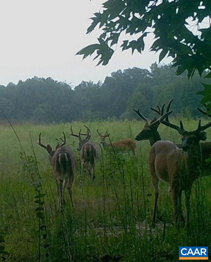 4048 OLD GRAIN RD, CORBIN, Virginia 22446, ,Farm,For Sale,4048 OLD GRAIN RD,665570 MLS # 665570 4048 OLD GRAIN RD, CORBIN, Virginia 22446, ,Farm,For Sale,4048 OLD GRAIN RD,665570 MLS # 665570